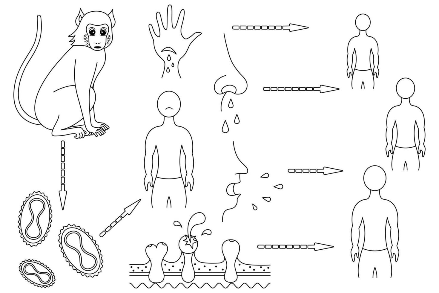 varicela. a rota de infecção e o mecanismo de transmissão para humanos do vírus da varíola. retrato falado. macaco - vírus - homem. ilustração vetorial. livro de colorir. contorno em fundo isolado. vetor