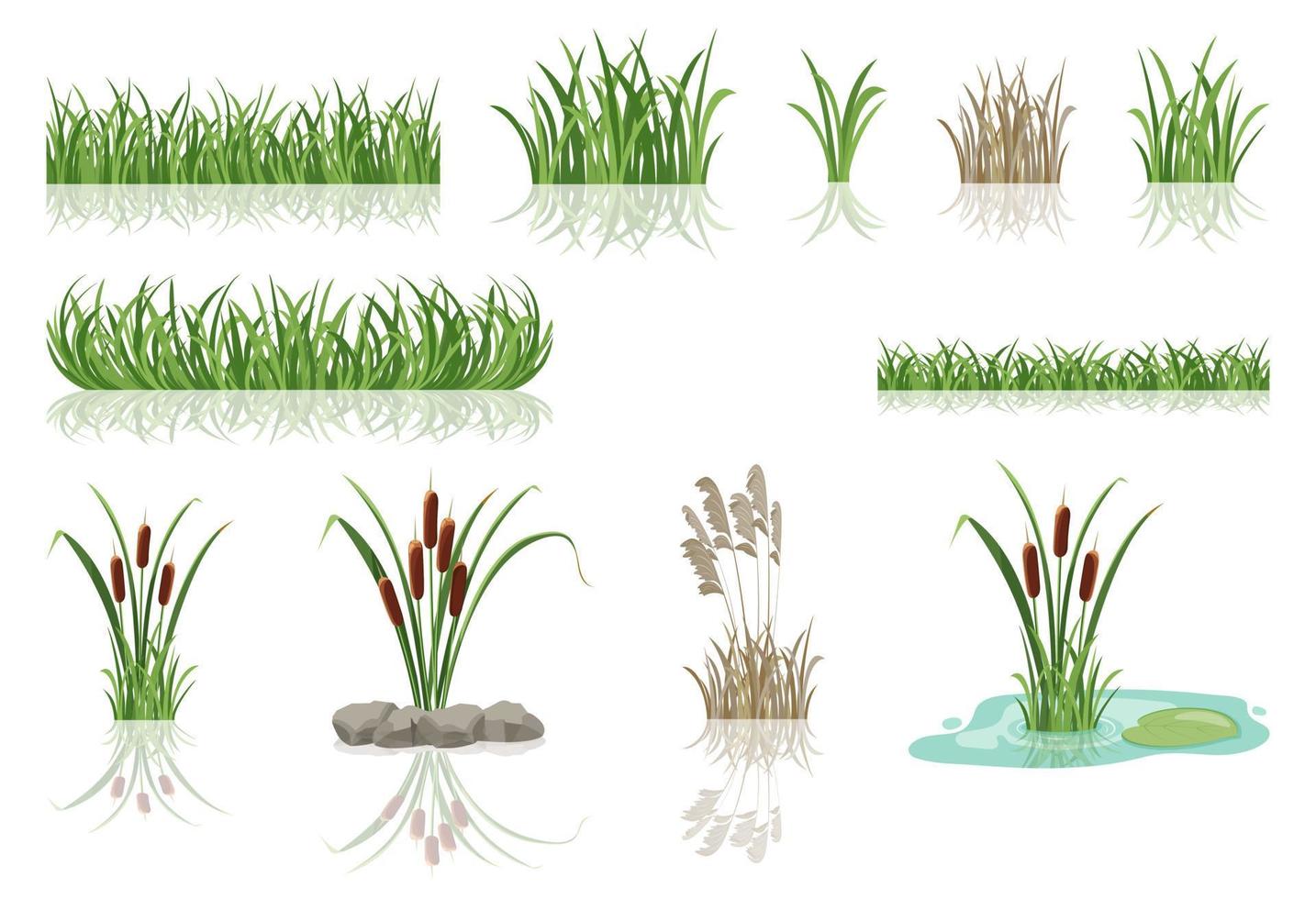 pântano de juncos na grama. ilustração em vetor de matagais do lago.