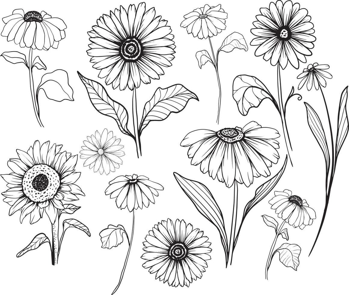 conjunto de desenho de vetor de flor de girassol de arte de linha de girassol. ilustração desenhada à mão isolada no fundo branco. esboço botânico de estilo vintage.
