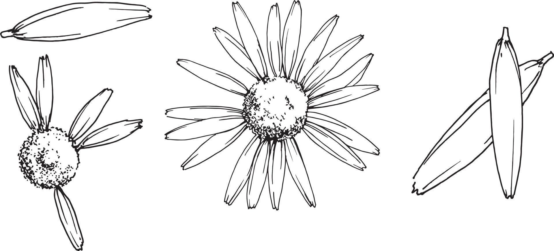 ilustração vetorial de estoque. definir flores de camomila e pétalas de camomila isoladas no fundo branco. um gráfico de linha em um desenho de fundo branco de uma caneta preta. chá de ervas medicinais. definir vetor