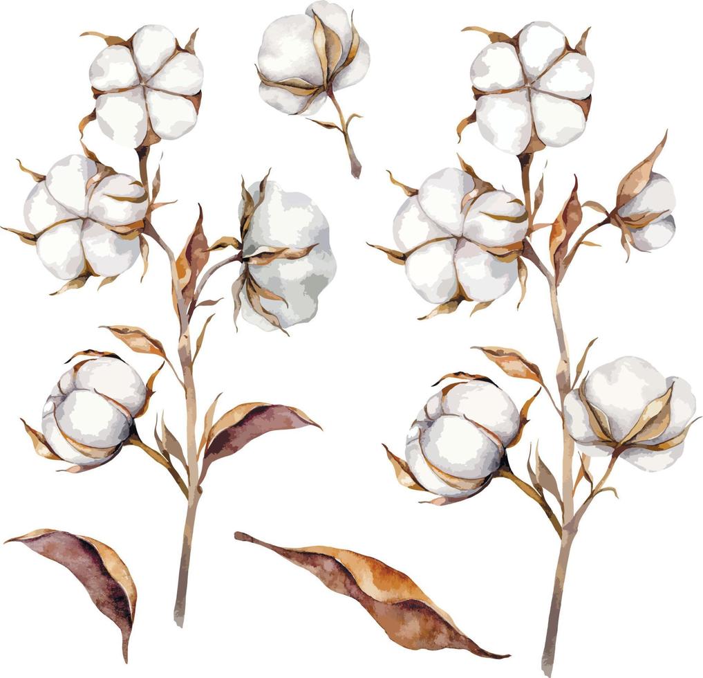 flores de algodão rústico aquarela, conjunto realista de cápsulas de plantas de algodão vetor
