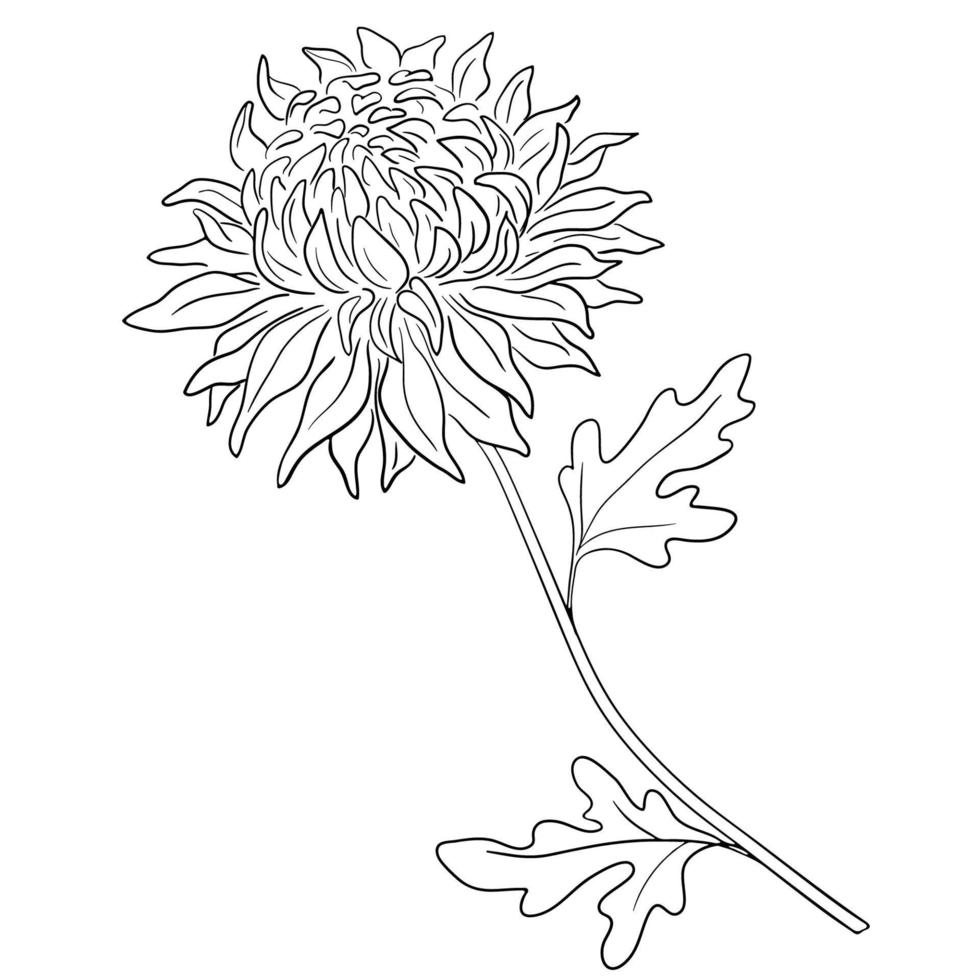 flor, ilustração vetorial de contorno. vetor