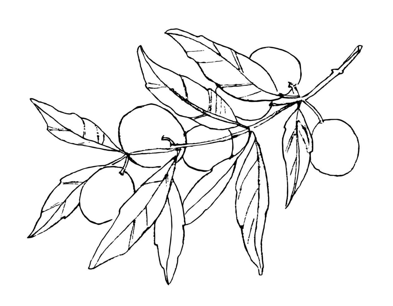 desenho de ramo de oliveira com frutas e folhas em estilo de contorno. ilustração vetorial botânica. gravação de tinta preta vetor