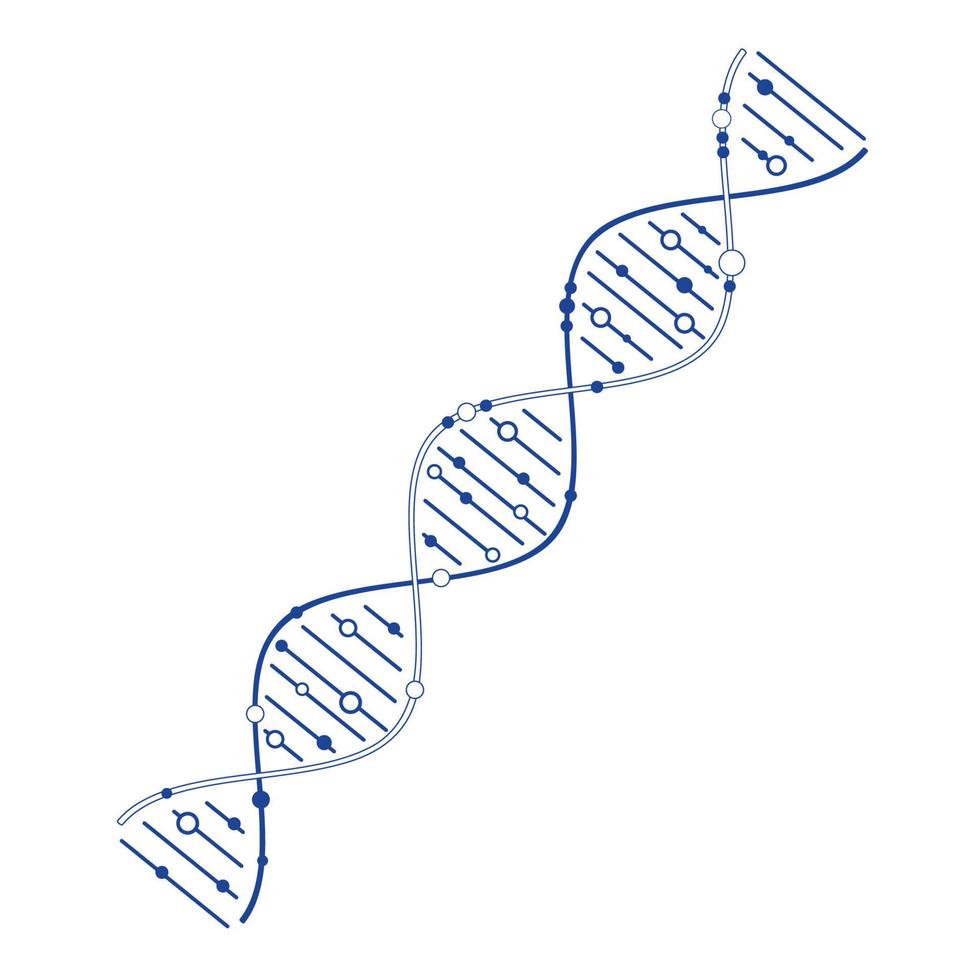 modelo de DNA genético vetor