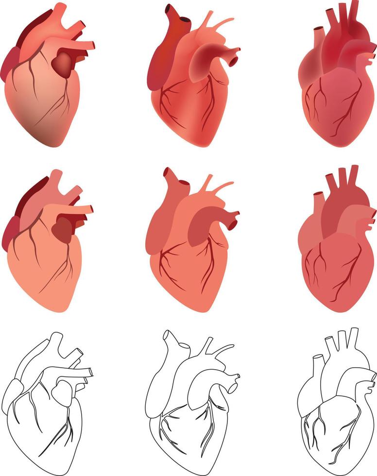 conjunto de corações anatômicos vetoriais em gráficos e cores em 3 estilos vetor