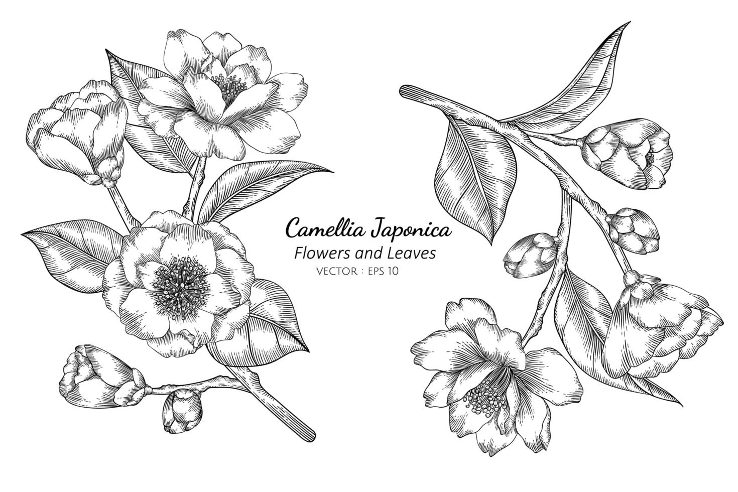 camélia japonica flores vetor