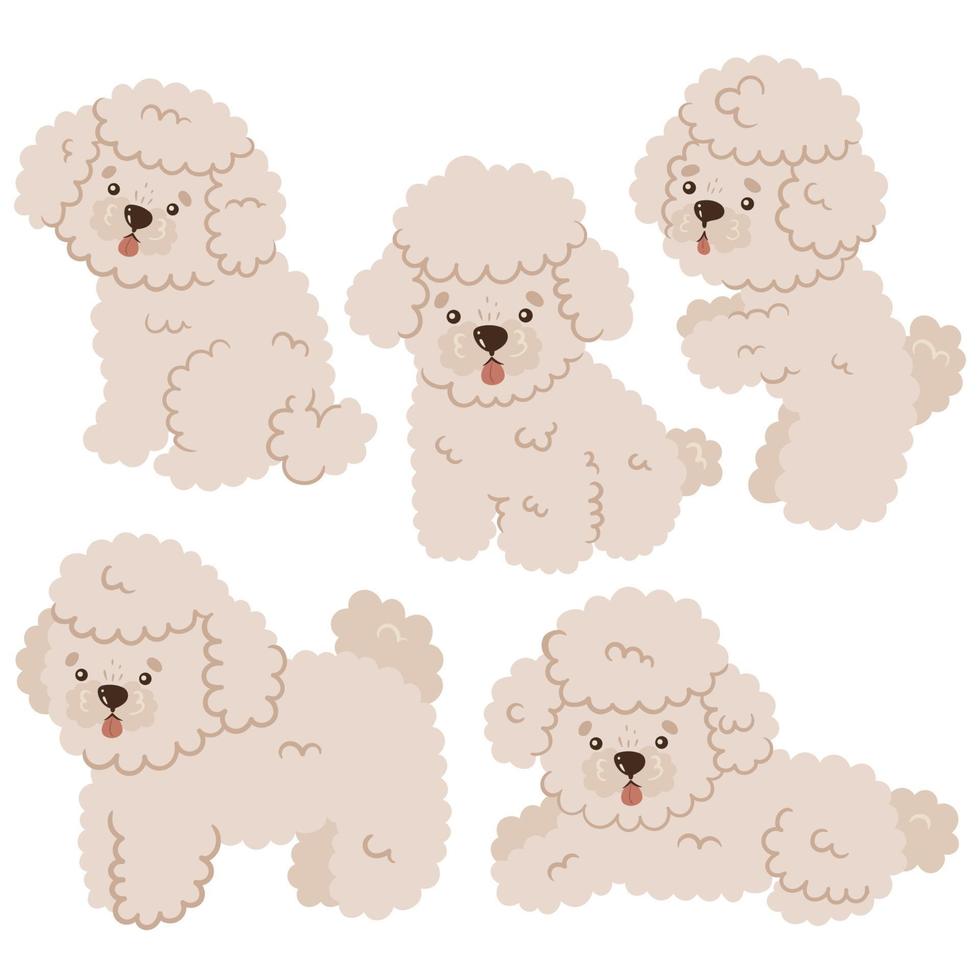 conjunto de mini poodles fofos isolados no fundo branco. gráficos vetoriais. vetor