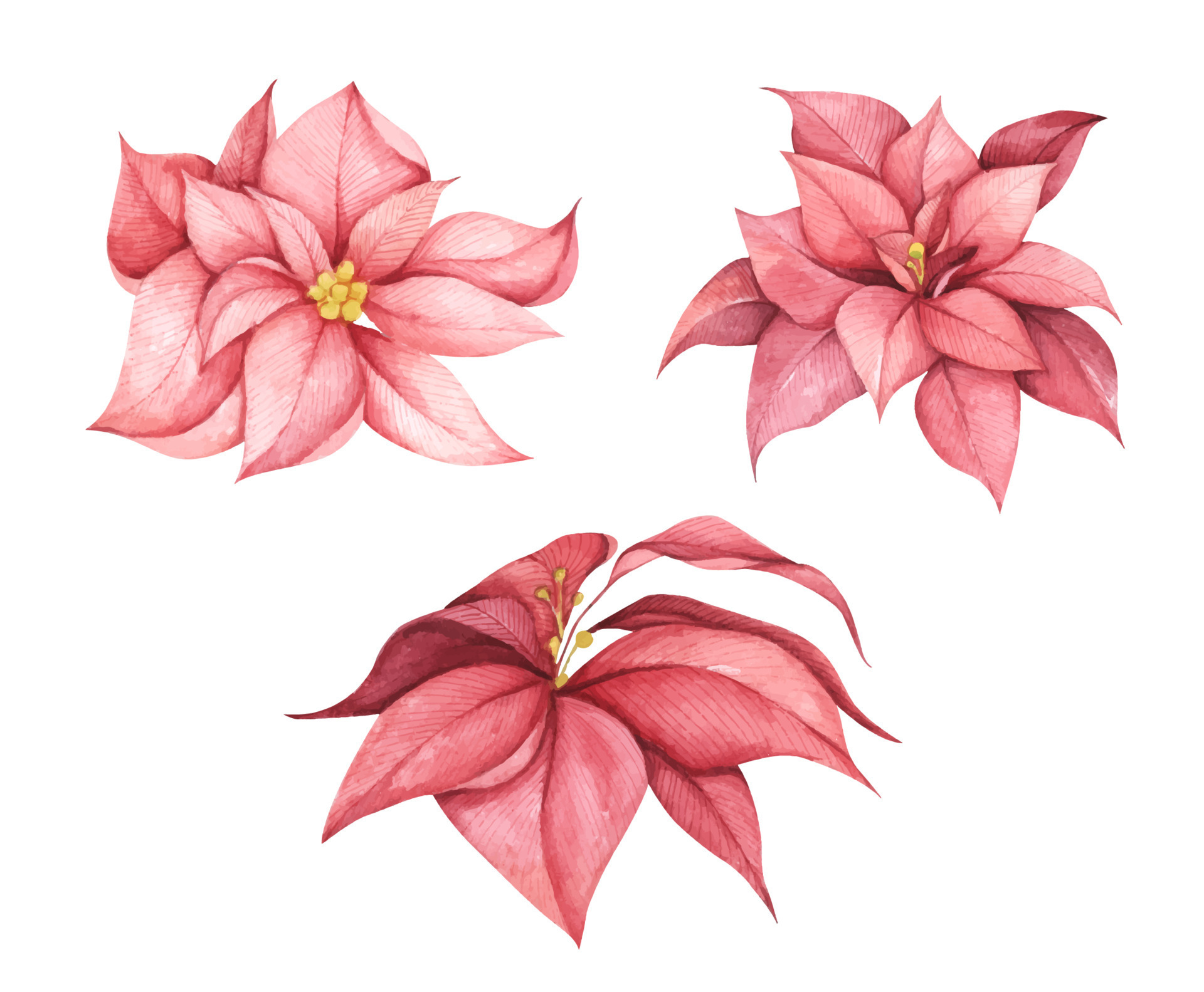conjunto de flores vermelhas de poinsétia de natal. ilustração em aquarela.  12576243 Vetor no Vecteezy