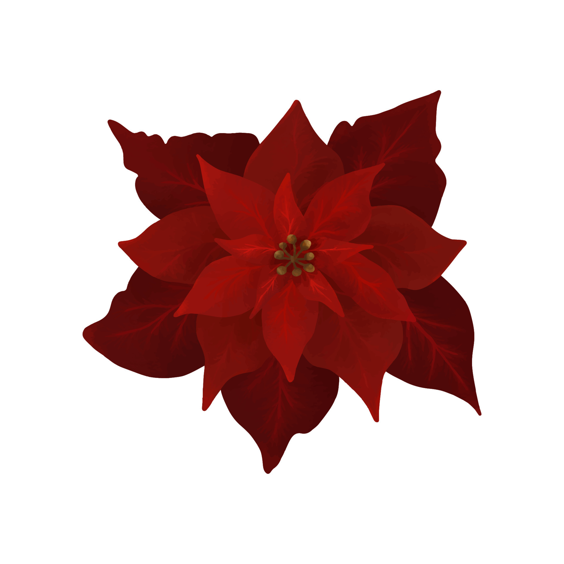 flor de poinsétia de natal em aquarela desenhada à mão. estrela de natal  flor 12666554 Vetor no Vecteezy