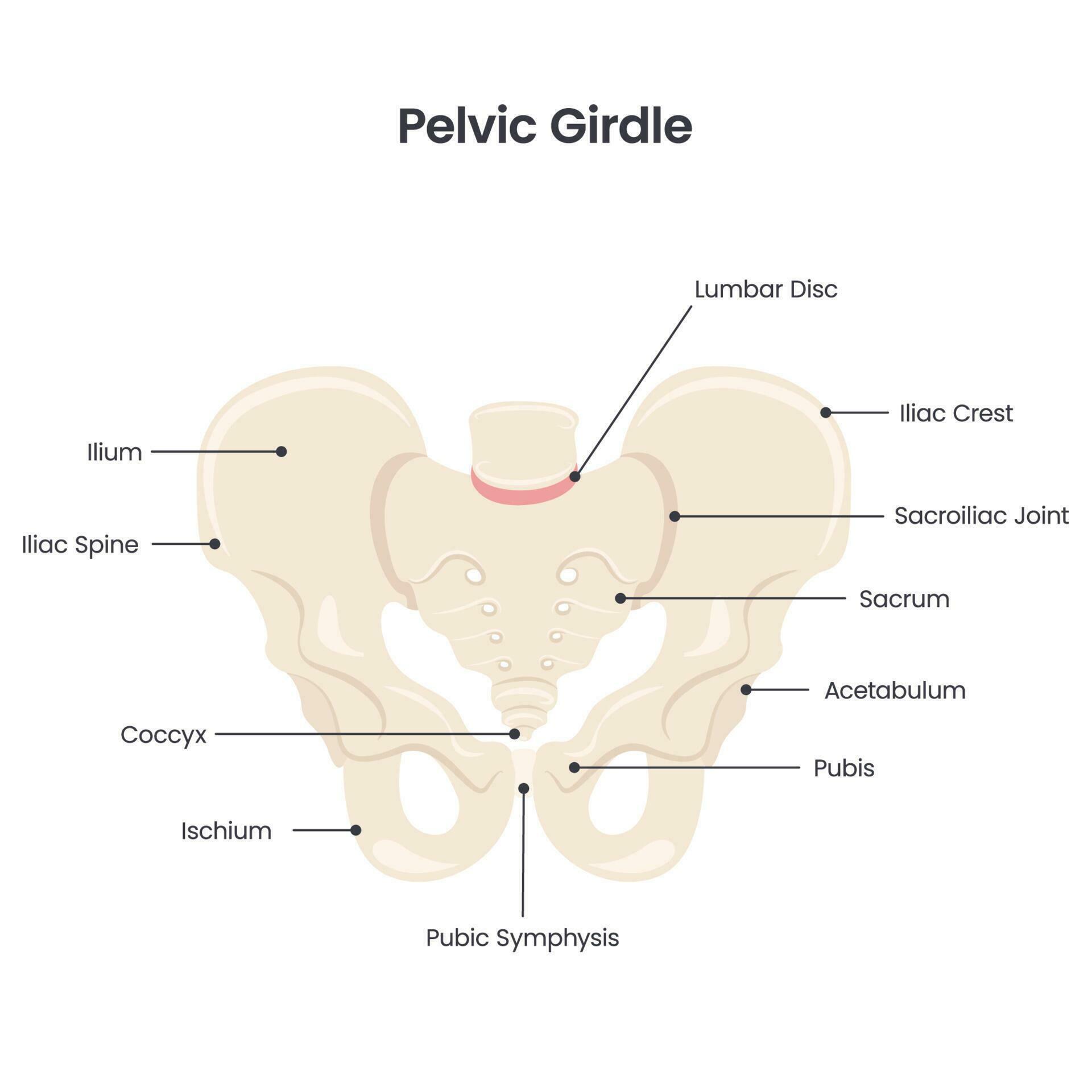 diagrama de ilustração vetorial científica da cintura pélvica