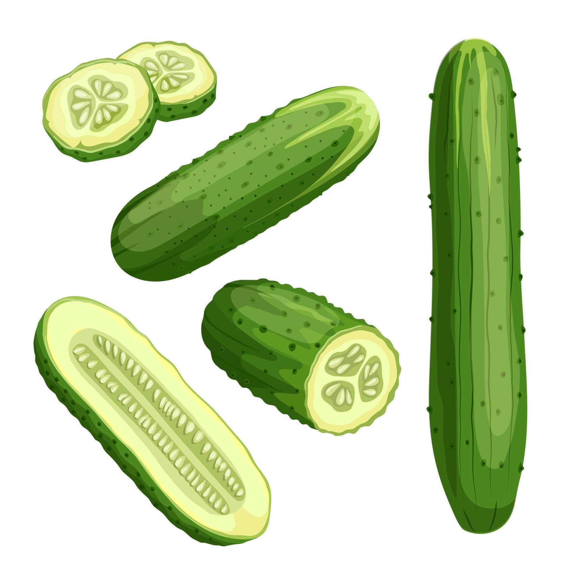 Conjunto De 26 Vegetais Diferentes No Estilo De Desenho Animado Ilustração  Vetorial Ilustração do Vetor - Ilustração de alimento, pepino: 163690254