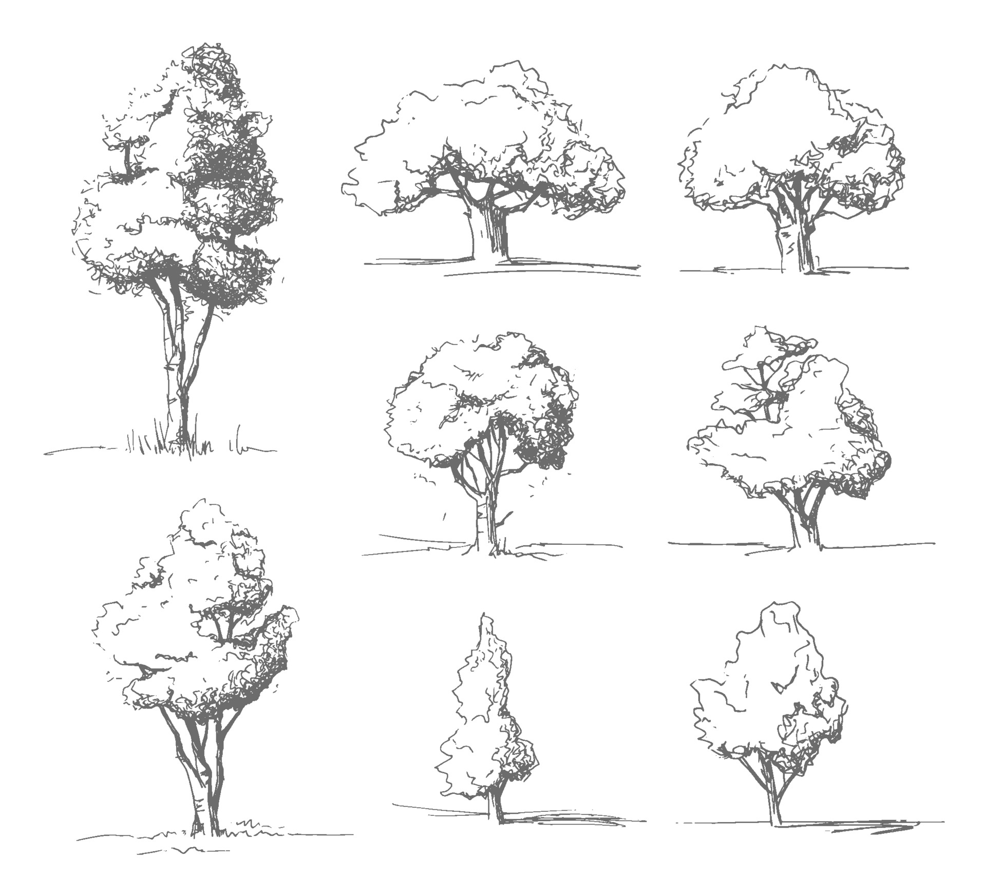 Tree Sketch: Conjunto de árvores de arquitetos desenhadas à mão