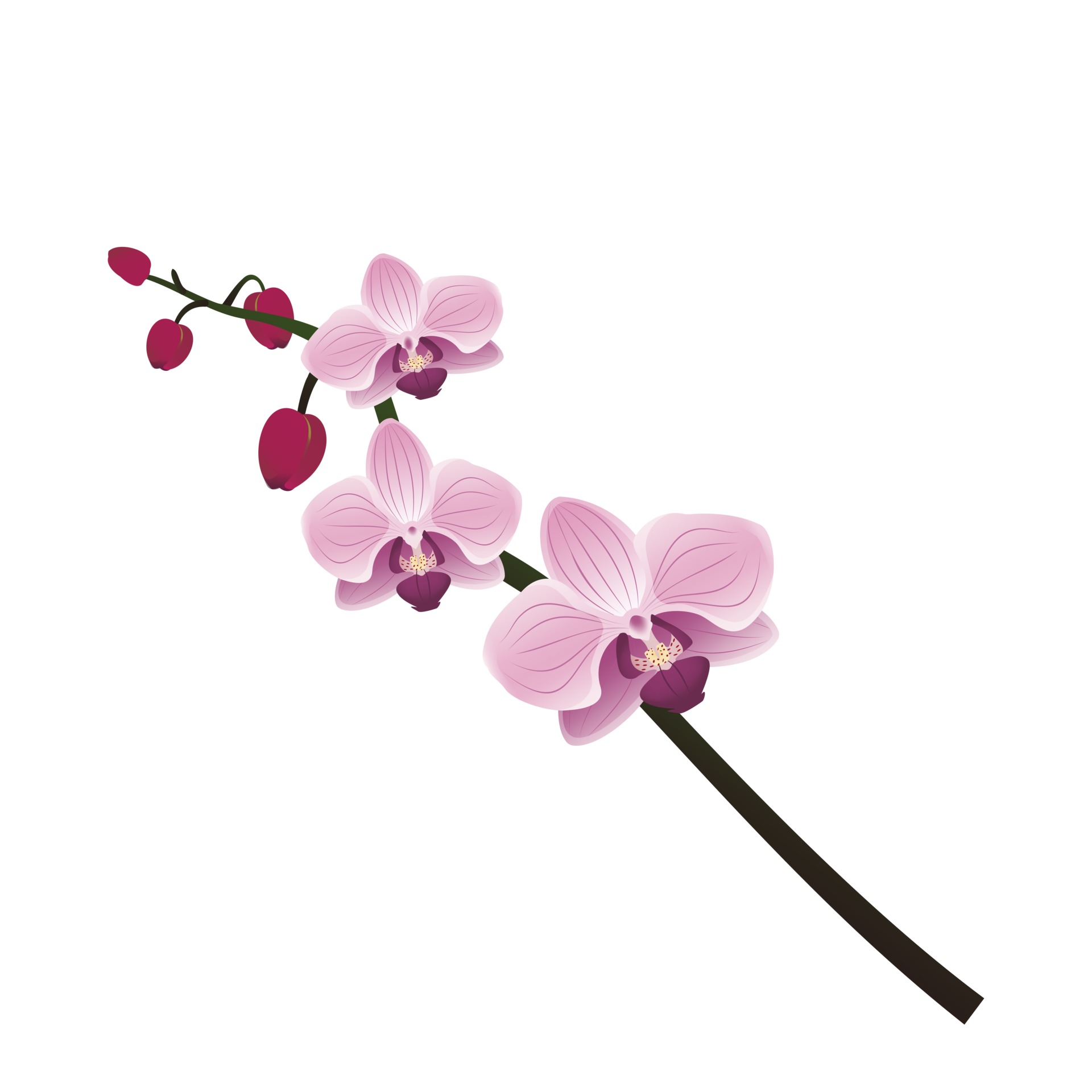 lindo ramo de orquídea. Primavera rosa florescendo composição com botões.  decorações festivas para casamento, feriado, cartão postal, pôster 2650278  Vetor no Vecteezy