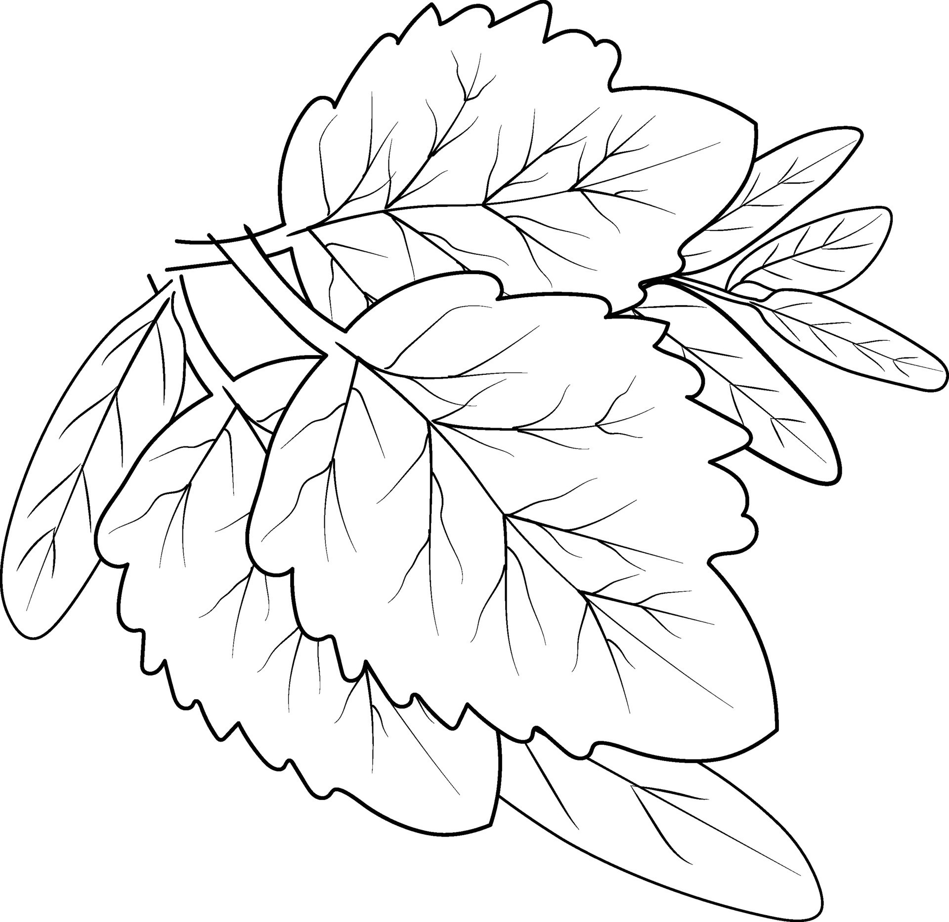 ilustração vetorial de arte de desenho de queda de outono de ação de  graças, livro de colorir de arte de tinta gravada para adultos 15800513  Vetor no Vecteezy