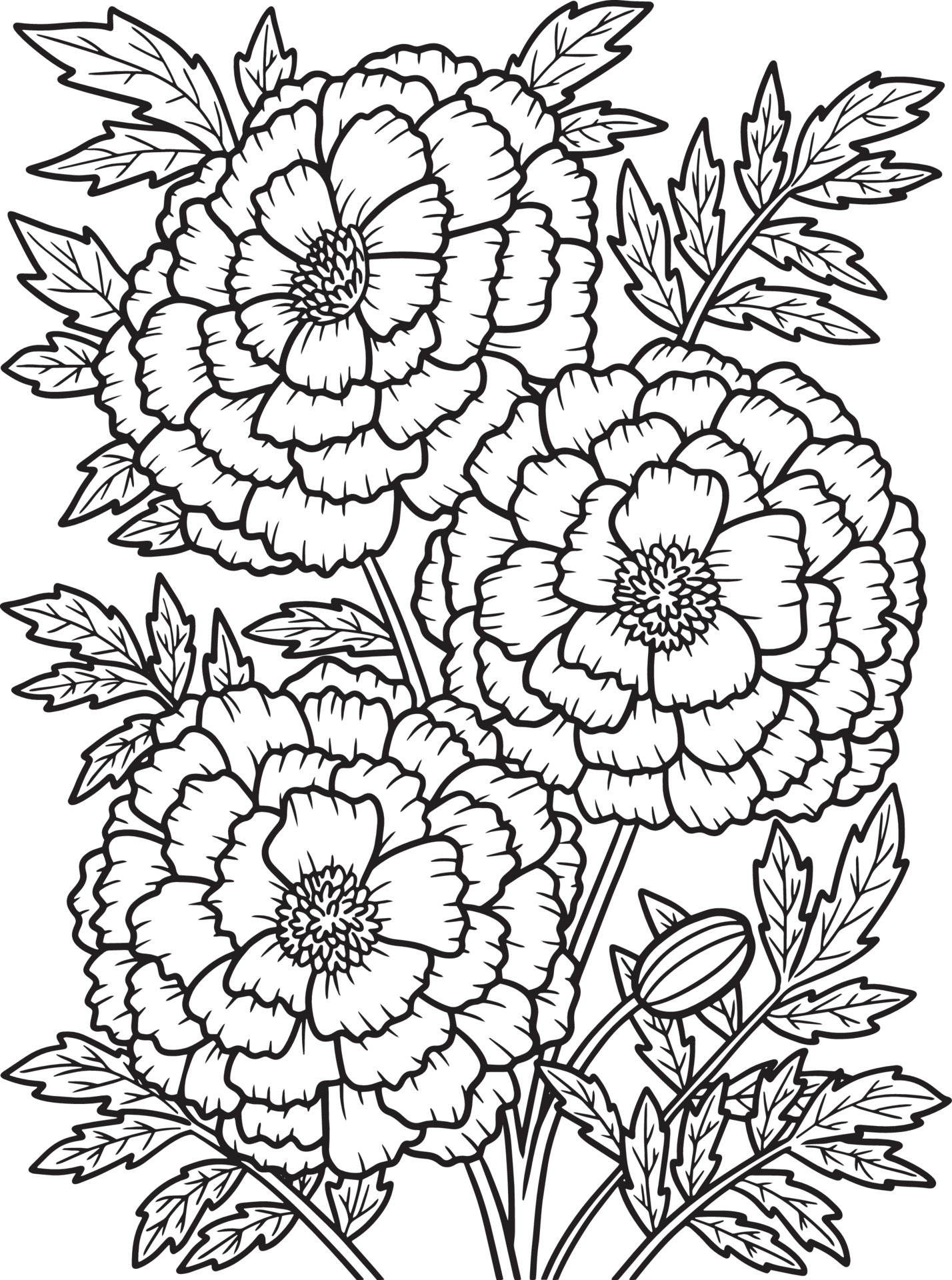 Desenho Para Colorir Flores - Calêndula, Margaridas, Rosas e mais