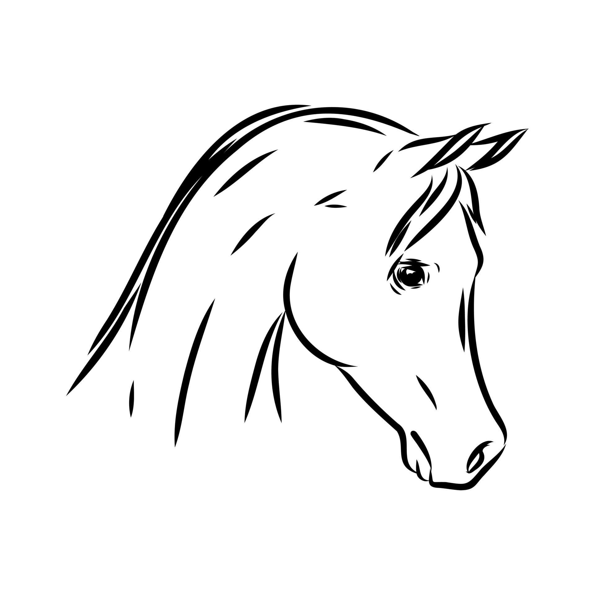 Orelha de cavalo desenho linha artística Sketch, cabeça de cavalo árabe,  cavalo, branco, mamífero png