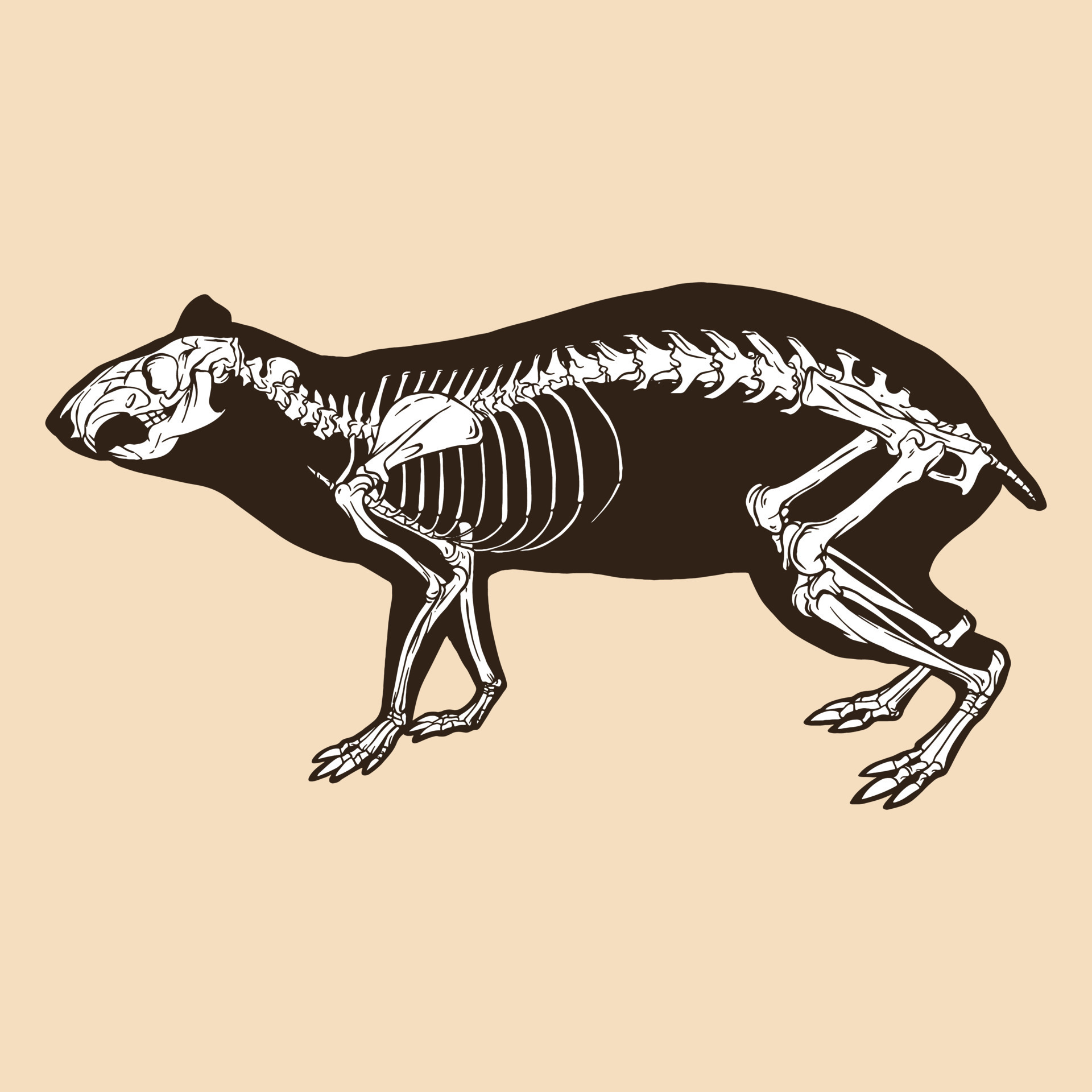 Gravar Capivara Ilustração Vintage Mão Desenho Estilo Capivara