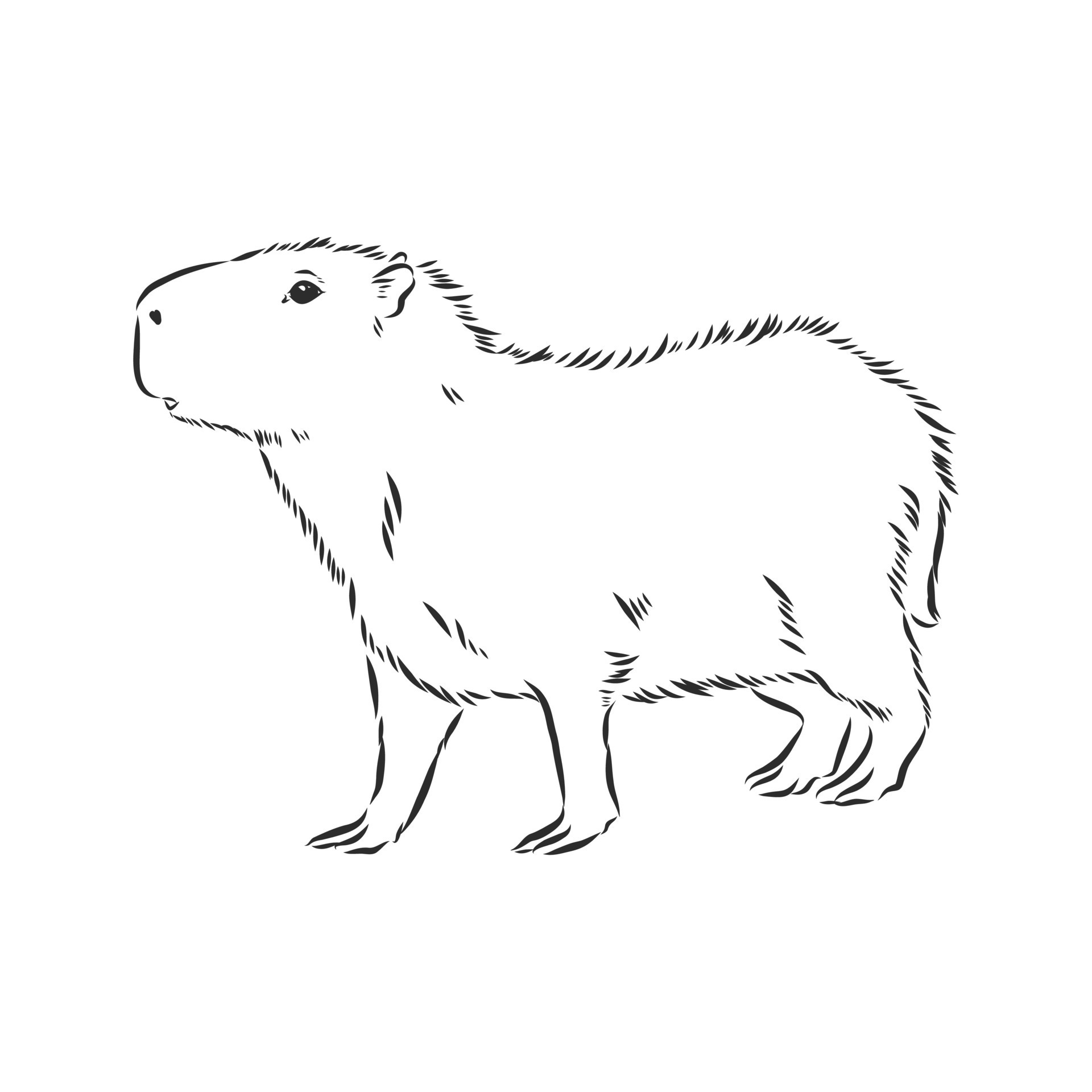 Capivara Ilustração Linear Vetorial Uma Capivara Desenho Animal Estilo  Doodle imagem vetorial de Pinky_Rabbit© 346465154