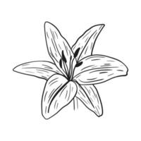 lilium desenhado à mão com linhas pretas em um fundo branco. vetor