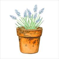 ilustração em aquarela de flores de primavera azul muscari em vaso de flores vetor