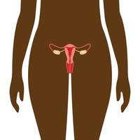 ilustração do sistema reprodutor feminino. anatomia humana vetor