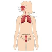 um sistema reprodutor feminino com a designação das partes principais. sistema respiratório humano, pulmões, alvéolos. anatomia do acelerador nasal da laringe. vetor
