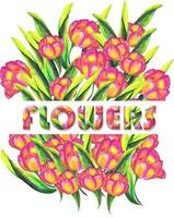 tulipas com letras aquarela desenhada à mão, ilustração eps10. para design de camiseta vetor