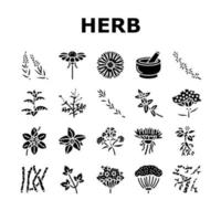 vetor de conjunto de ícones de ingredientes naturais de ervas médicas