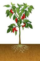 planta de pimenta jalapeño vetor