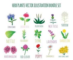 conjunto de pacote de ilustração vetorial de flor e folha de planta de erva vetor
