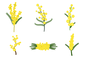 Vector de flores de Mimosa grátis