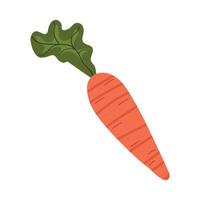 cenoura vegetal fresca vetor