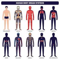 conjunto de ícones de sistemas de órgãos do corpo humano vetor