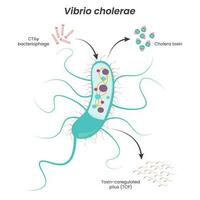 diagrama vibrio cholerae vetor