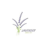 vetor de logotipo de flor de lavanda fresca