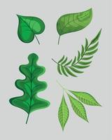 cinco folhas ícones de plantas vetor