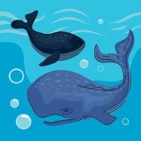 baleias com bolhas vetor