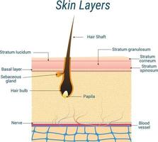 anatomia de camadas de pele com o folículo piloso. ilustração vetorial plana vetor