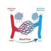 ilustração vetorial de fluxo sanguíneo sangue do coração e fluxo sanguíneo projeto de ciência do coração vetor