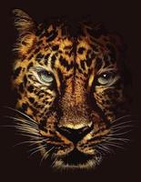 cartaz de onça leopardo vetor