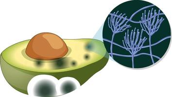 abacate decomposto não comestível com mofo vetor