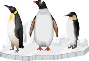pinguins em pé na camada de gelo vetor