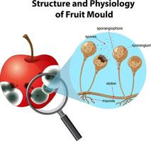 estrutura e fisiologia do bolor de frutas vetor
