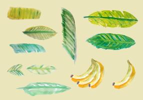 Vector de aquarela de folhas de banana grátis