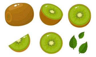 conjunto de fatia fresca inteira, metade, cortada e deixa kiwi isolado no fundo branco. frutas de verão para um estilo de vida saudável. fruta orgânica. estilo de desenho animado. ilustração vetorial para qualquer projeto. vetor