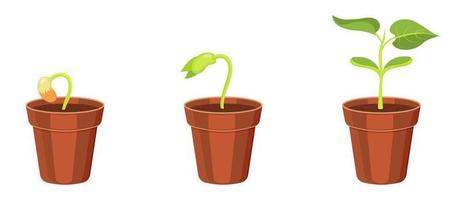 cultivo em brotos de vaso a partir de sementes. crescimento de cotilédones de feijão. ilustração em vetor de mudas de plantas.