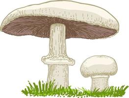 cogumelos champignons crescendo na grama. estilo desenhado à mão. esboço de cogumelo comestível. produto vegetariano orgânico vetor