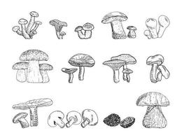 ilustrações de cogumelos em estilo de tinta de arte vetor
