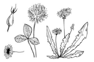 ilustração botânica mão desenhada. desenho vetorial de dente de leão. flor de trevo doodle. gráfico de flor de camélia. tinta de rosa mosqueta. vetor