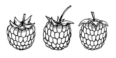 conjunto de vetores de clipart de framboesa ou amora. ícone de baga desenhada de mão. ilustração de frutas. para impressão, web, design, decoração, logotipo.